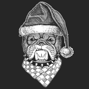 Dog, bulldog. Christmas, new year celebration. Santa Claus winter hat. Xmas headdress.