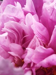 Beautiful pink peony flower in the Park close up 