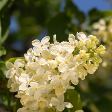 Springtime  Of A Blossoming Yellow Lilac