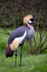 South African Crane