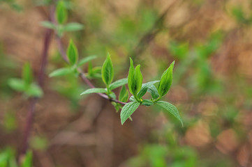 Green leaf background