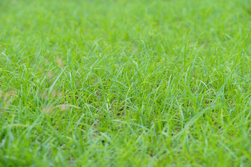 Green lawn for background. Nature.