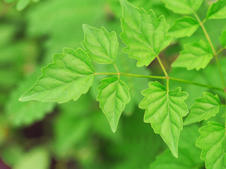 Fototapeta na wymiar Green Leaves Background.