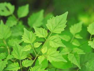 Green Leaves Background.