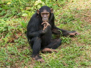 Chimpanzee consists of two extant species: the common chimpanzee and the bonobo. Together with humans, gorillas and orangutans they are part of the family Hominidae (the great apes). (Pan troglodytes)