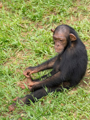 Chimpanzee consists of two extant species: the common chimpanzee and the bonobo. Together with humans, gorillas and orangutans they are part of the family Hominidae (the great apes). (Pan troglodytes)