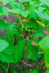 a bush of a black currant with not yet ripened green berries.in the garden