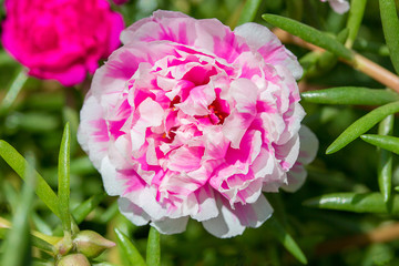 Portulaca flower in garden. Closeup pink