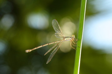 A small seaside town Turgutreis