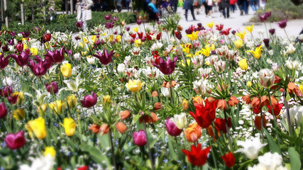 flower bed with tulips at a horticultural show