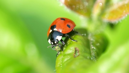 Coccinelle