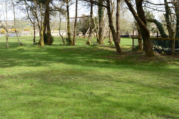 Juicy green grass in early spring