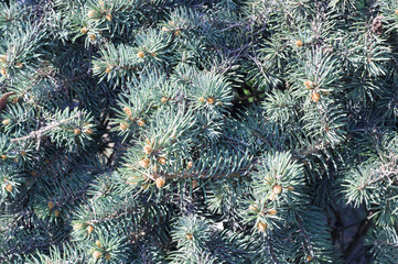 fluffy fir-tree branch background close up. nature, vignette