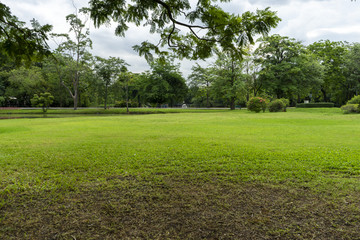 Obraz premium Image of green garden background in the park