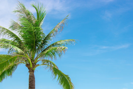 Coconut Palm tree with a cloudy blue sky,Copy space