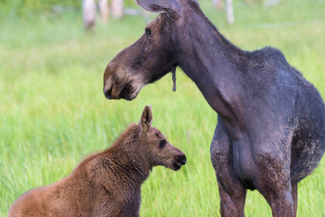 Fototapeta premium Shiras Moose of The Colorado Rocky Mountains
