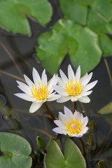 White lotus on water surface.