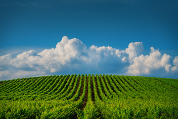 Fields of grapes in the summer