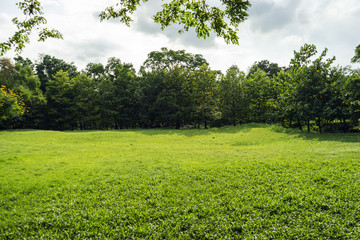 Image of green garden background in the park