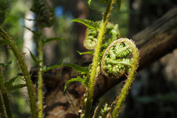 fiddlehead fern close-up view