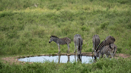 Fototapeta na wymiar Zebraherde an einer Wasserstelle in Afrika