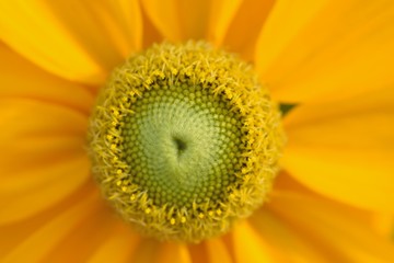 Macro details of yellow Margarete Daisy flowers in summer garden
