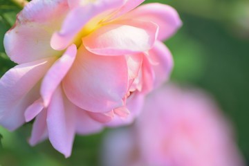 Fototapeta na wymiar Macro details of pink Rose flower in summer garden