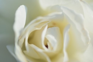 Macro details of White Rose flowers in summer garden