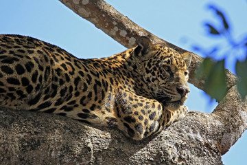 Jaguar Resting in a Tree. Pantanal, Brazil
