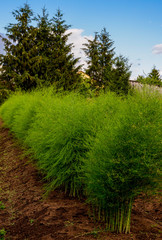 Spargelkraut auf dem Feld vor Tannen
