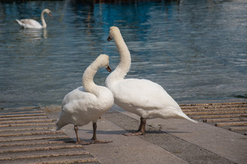 cisne