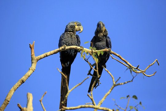 Two Hyacinth Macaws on a Branch. Pantanal, Brazil