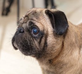 portrait of dog pug breed