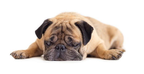 Obraz premium dog breed pug
