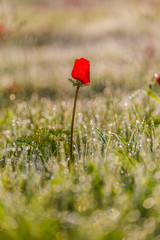 field of flowering red poppies