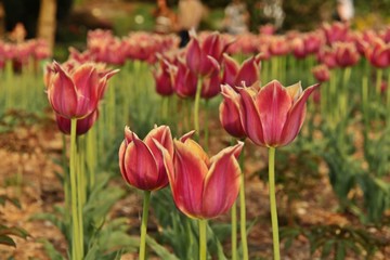 Tulipa