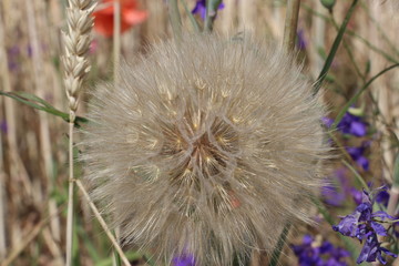 Flowering dandelion near the wheat field