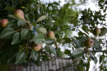 Pear tree hanging on the green garden in the summer garden