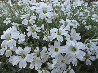 White lawn flowers 