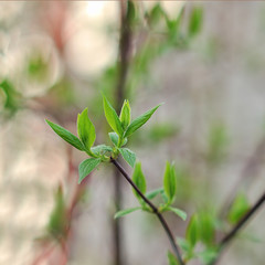 leaves of Jasmine