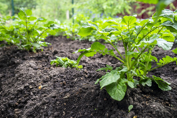 Bed with a young green tops of potatoes in the village, overcast summer day.
