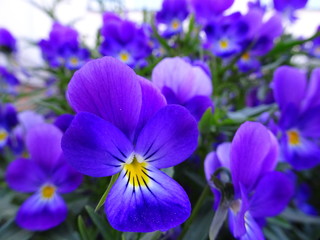 Violet and lilac lawn flowers Pansies