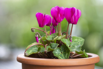Blühendes Alpenveilchen (Cyclamen persicum) im Topf