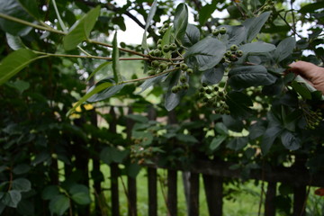 the mountain ash in the summer garden is waiting for its ripening