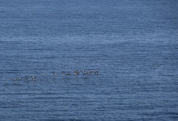 Fototapeta premium arge group of small sea birds flying low over the ocean water