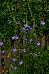Blaue Bl&uuml;mchen wachsen am Holzzaun