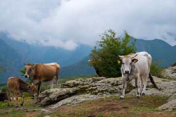 Mountain livestock farming. Cows and calves.
