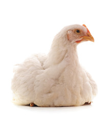 One little chicken.