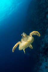 Obraz premium Hawksbill Turtle