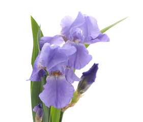 Naklejka premium Purple irises with leaves.
